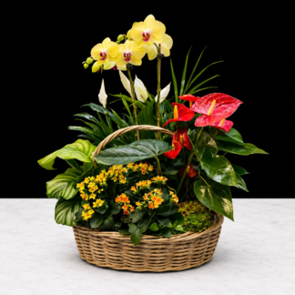 Plants, Baskets, & Dish Gardens
