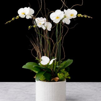 Double Stem Orchid Plant