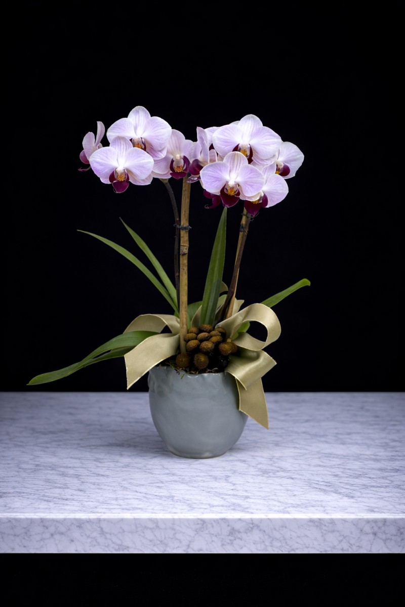 Desktop Orchid Plant