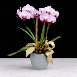 Desktop Orchid Plant