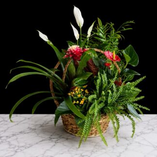 Medium Plant Basket