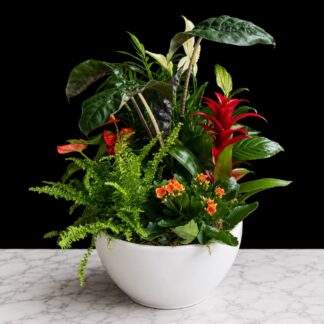 Large Ceramic Dish Garden