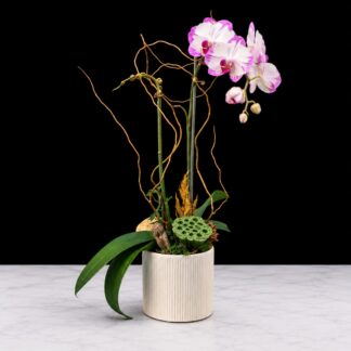 Spring Orchid Plant